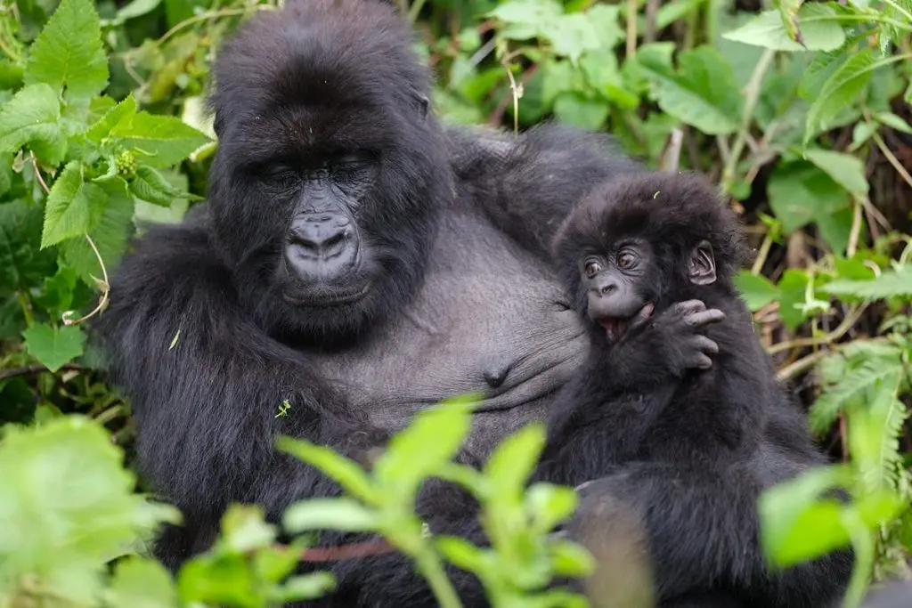 gorilla traking