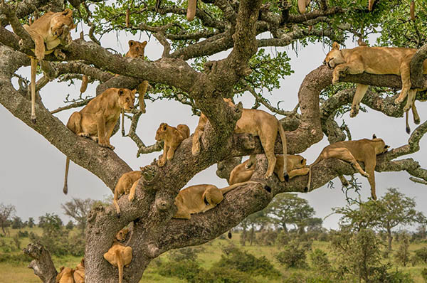 3 DAYS IN SERENGETI