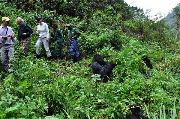 6 DAYS GORILLA TREK