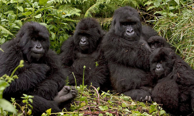 7 DAYS PRIMATES TOUR