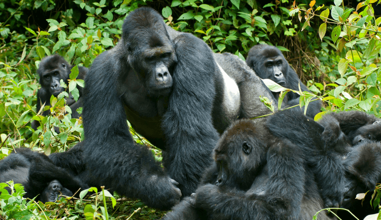 8 DAYS UGANDA PRIMATES 
