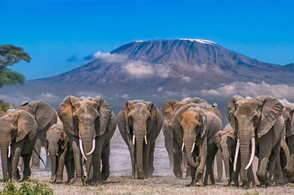 8 DAYS OF KENYA SAFARI