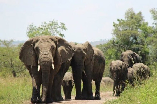 1 2 DAYS PRIMATE SAFARI