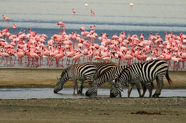 2 DAYS SAFARI LAKE MANYARA & NGORONGORO CRATER