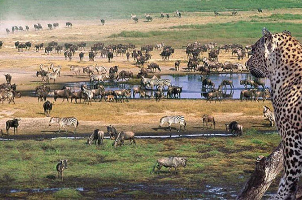 3 DAYS SAFARI AT LAKE MANYARA, NGORONGORO CRATER & TARANGIRE.