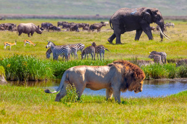 2 DAYS IN SERENGETI