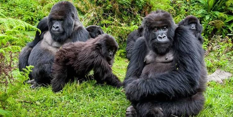 8 DAYS GORILLA TRACKING 