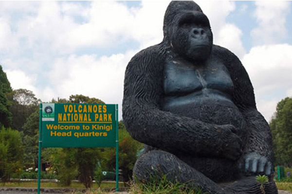 7 DAYS GORILLA TREK