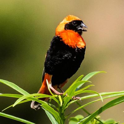 Bird
