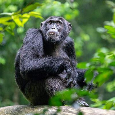 Chimpanzee