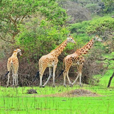 Giraffes