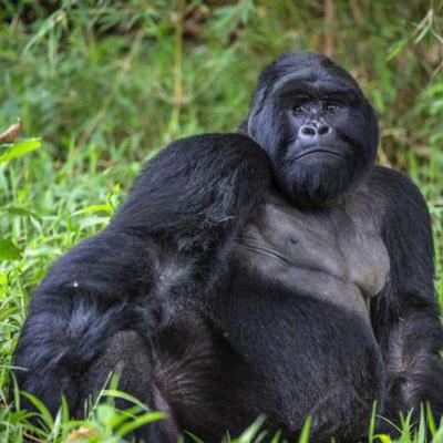 Gorilla Bwindi