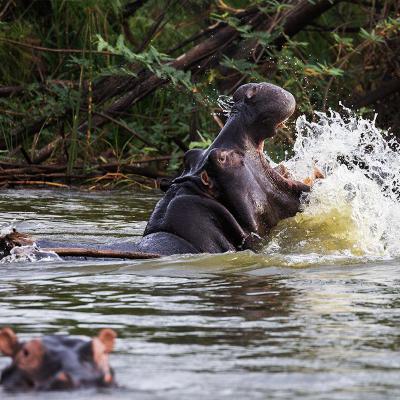 Murchison Hippos